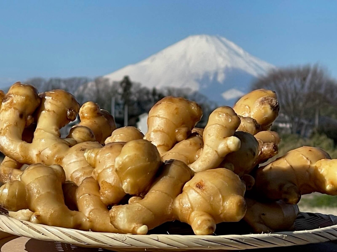 富士山を望む湘南の生姜